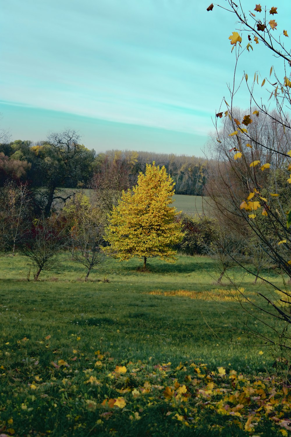 a green field with a tree in the middle of it