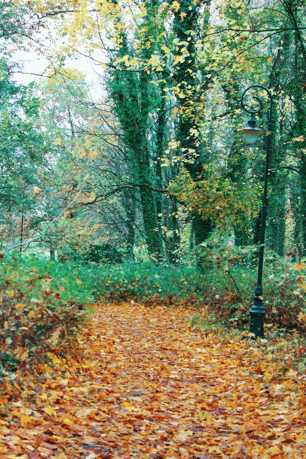 a leaf covered path in the middle of a forest