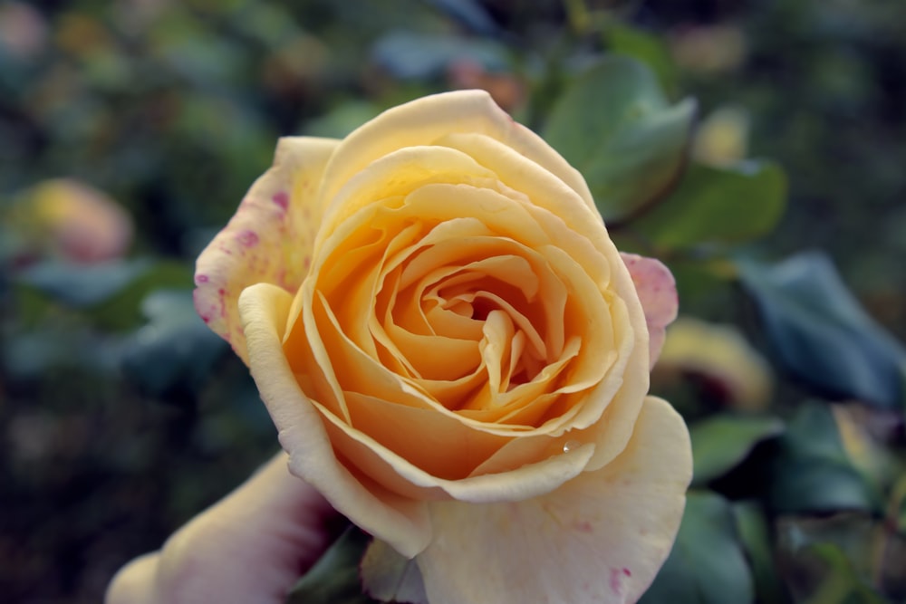 a close up of a yellow rose with green leaves