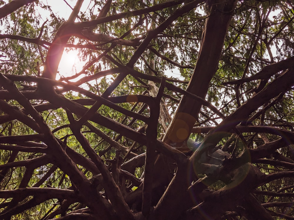 a bottle in a tree with the sun shining through the branches