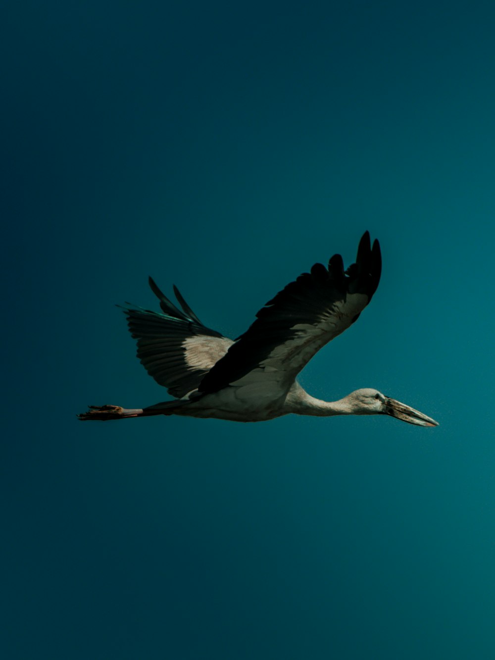 a large bird flying through a blue sky