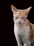 A light orange and white cat with a serious expression is captured against a dark background. Its ears are perked up, and its fur appears well-groomed.