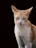 A light orange and white cat with a serious expression is captured against a dark background. Its ears are perked up, and its fur appears well-groomed.