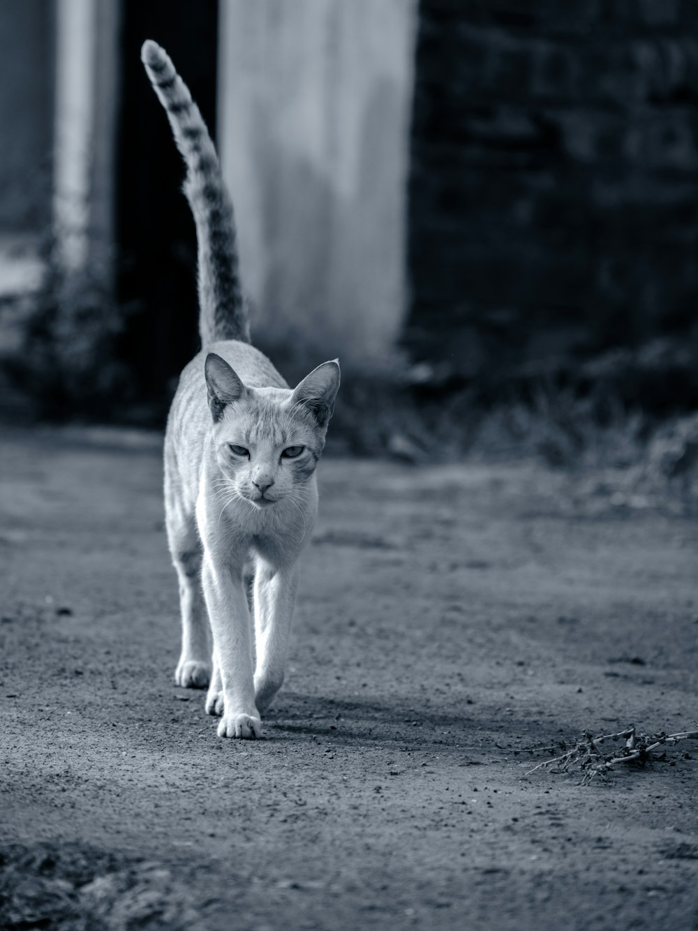 a cat walking across a street next to a building