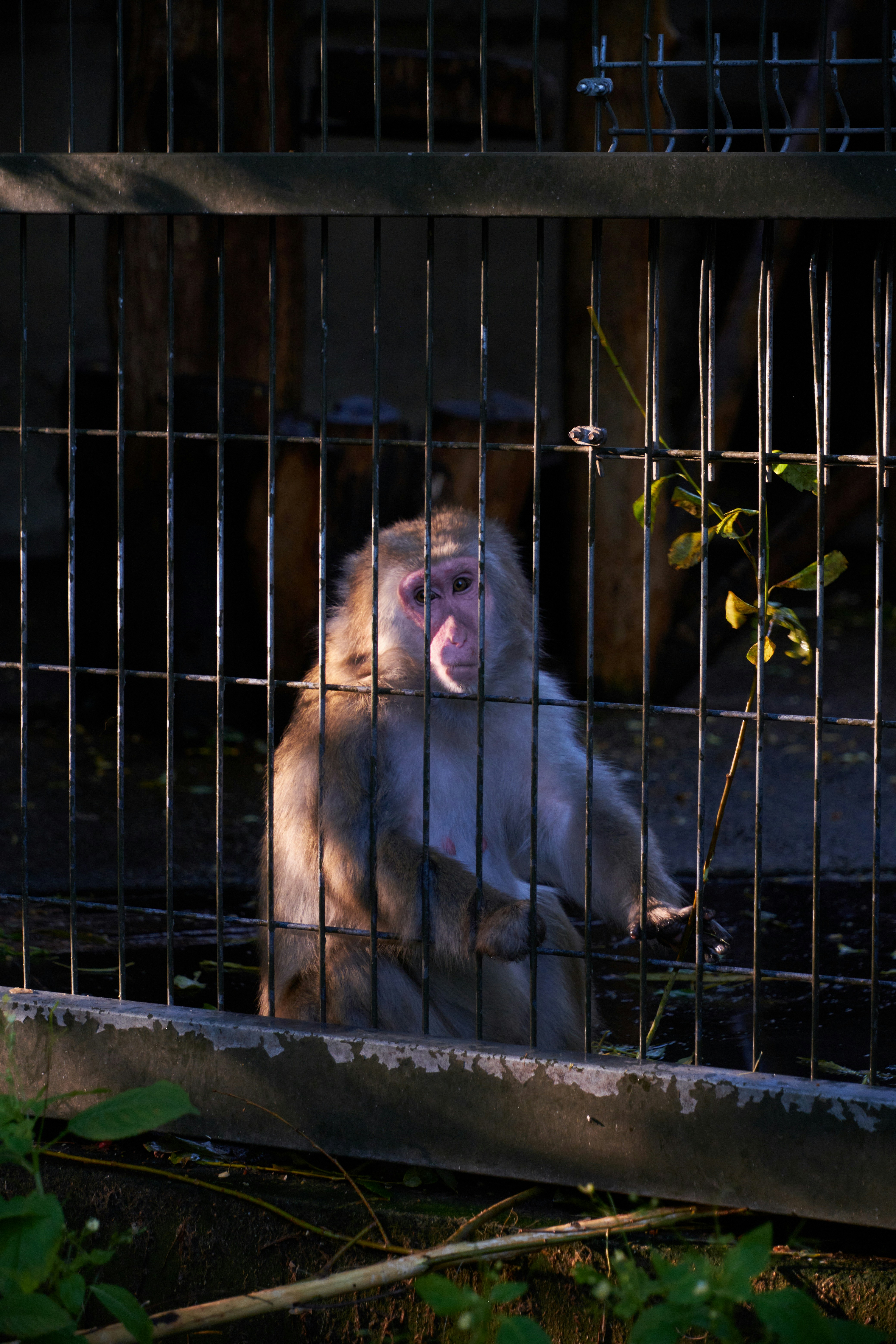 a monkey in a cage with its mouth open