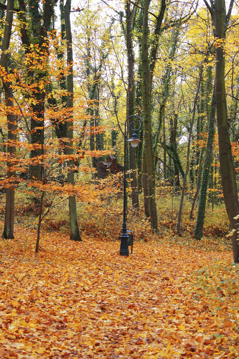 a street light surrounded by leaves in a forest