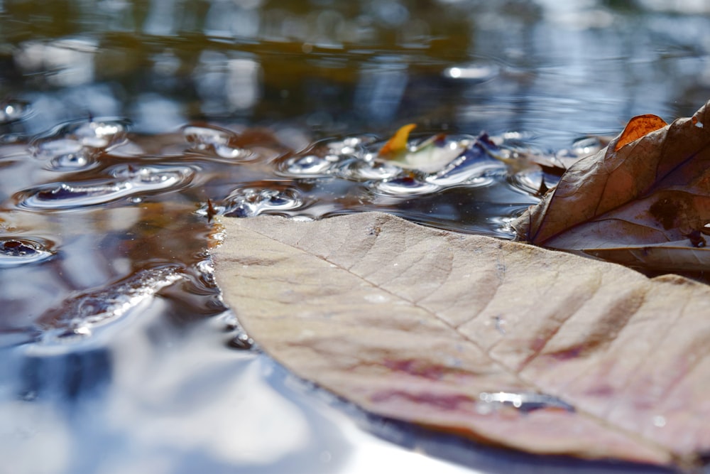 a leaf floating on top of a body of water