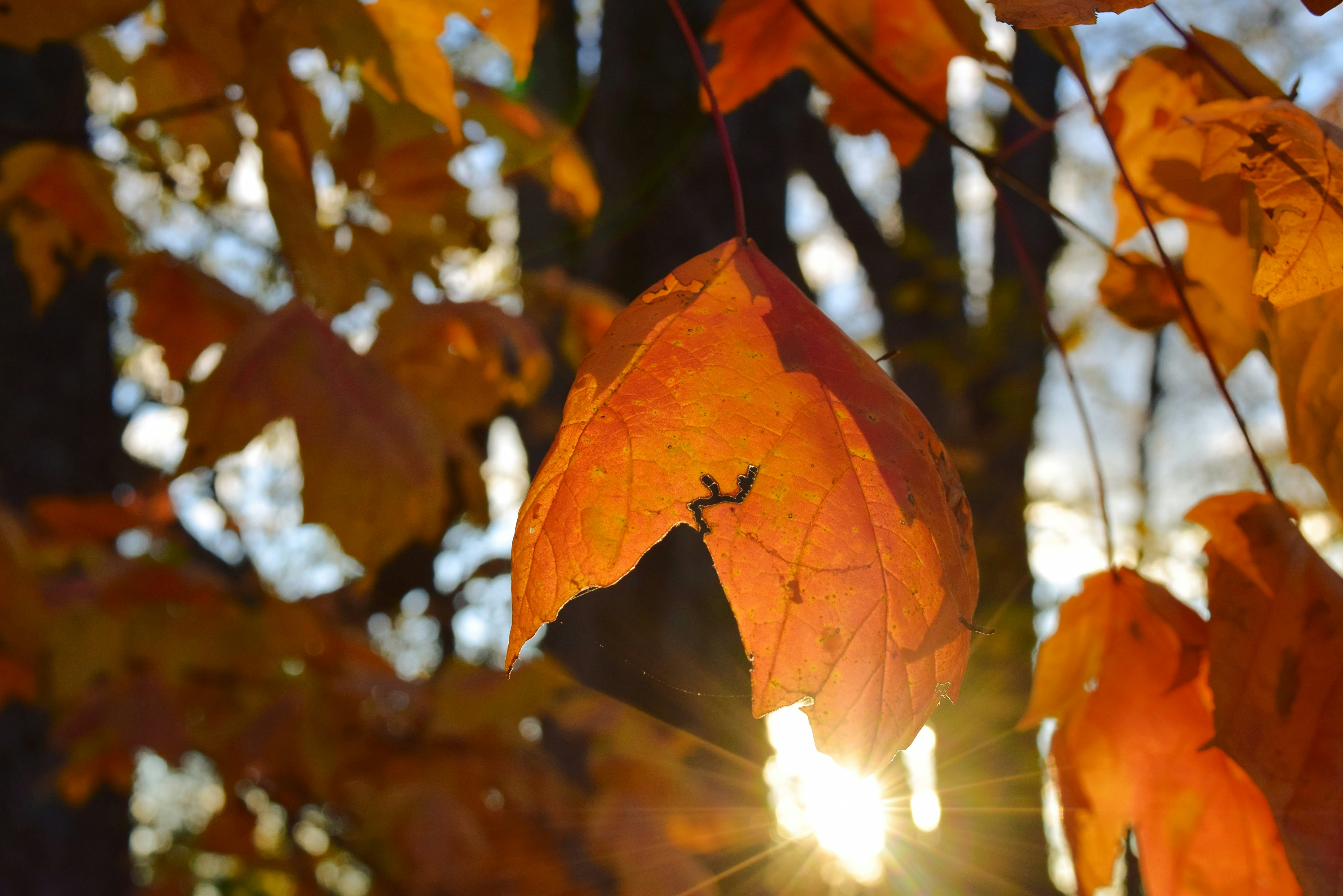 the sun shines through the leaves of a tree