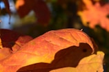 Close-up of vibrant autumn leaves glowing in soft sunlight.