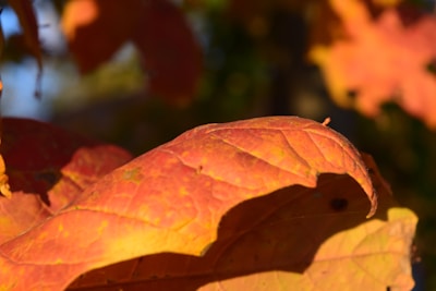 Close-up of vibrant autumn leaves glowing in soft sunlight.