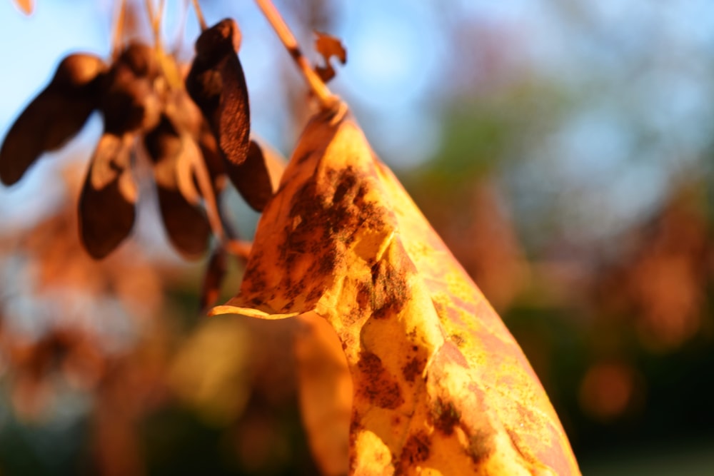 a close up of a plant with leaves