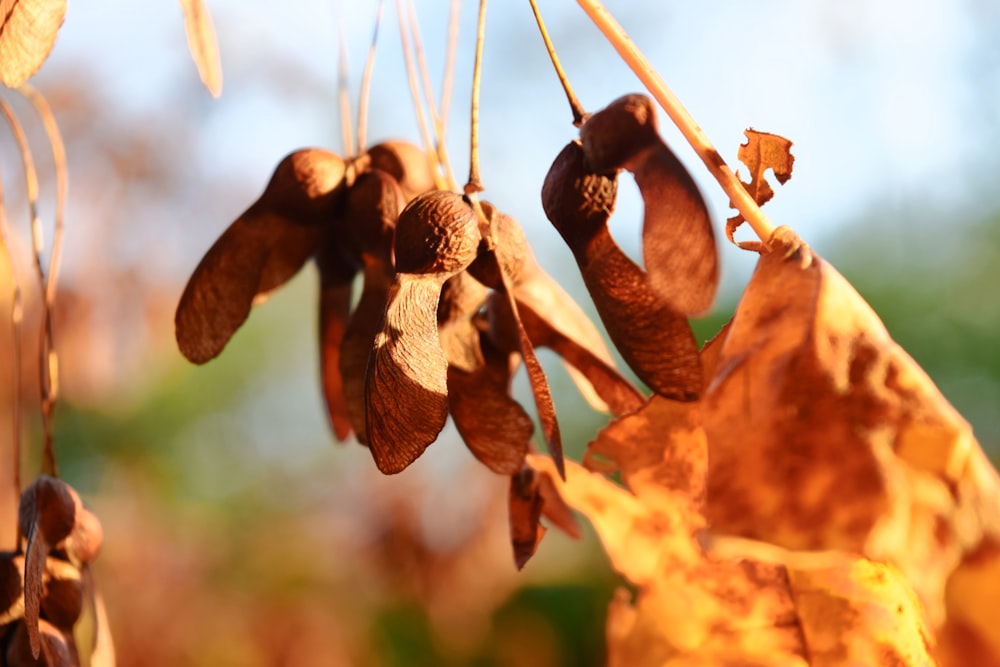 a bunch of nuts hanging from a tree