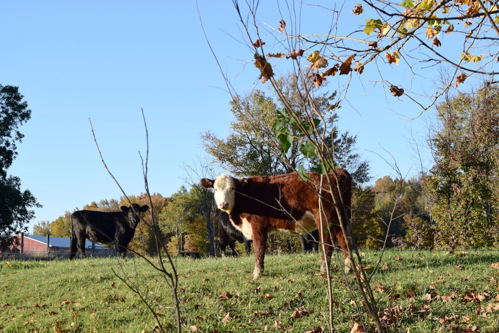 a couple of cows standing on top of a lush green field