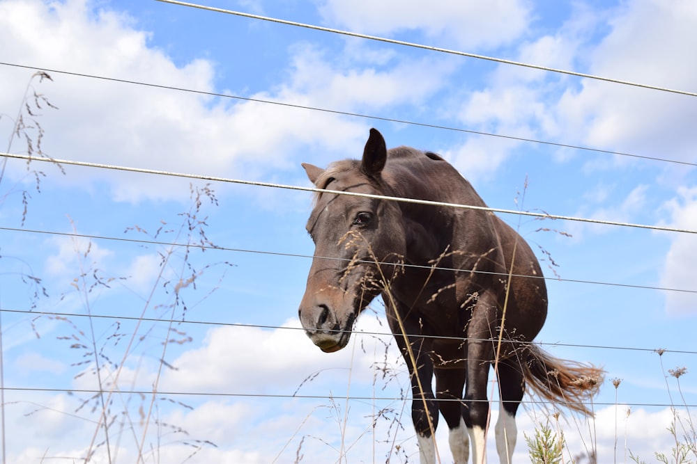 a brown horse standing on top of a lush green field