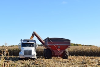 a tractor pulling a trailer in a corn field