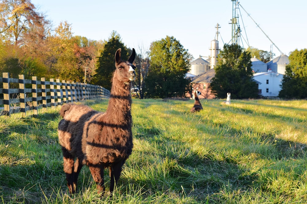 a llama standing in a grassy field next to a fence