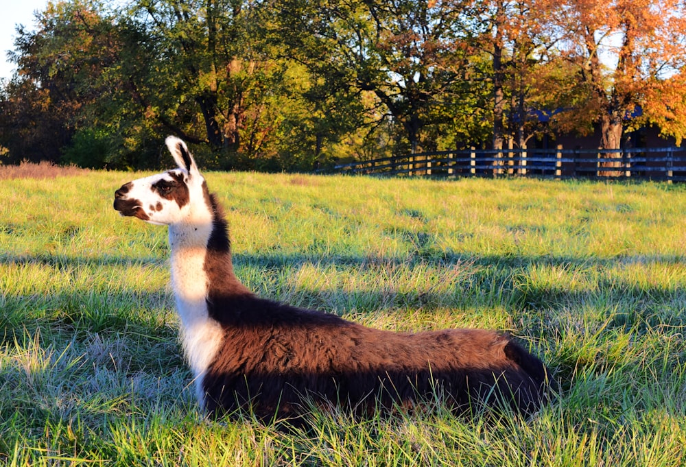 a brown and white llama in a grassy field