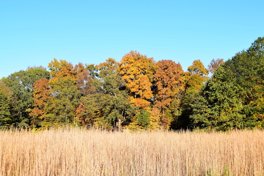 a field with tall grass and trees in the background