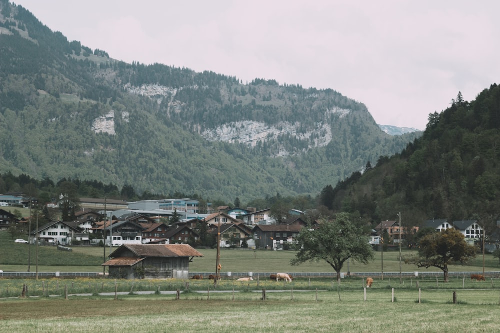 a horse grazing in a field in front of a village