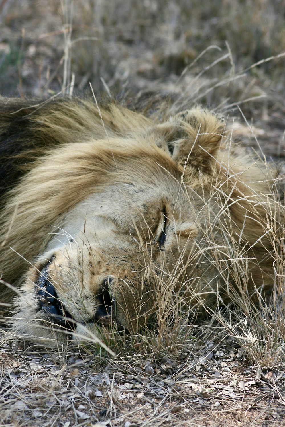 a lion that is laying down in the grass