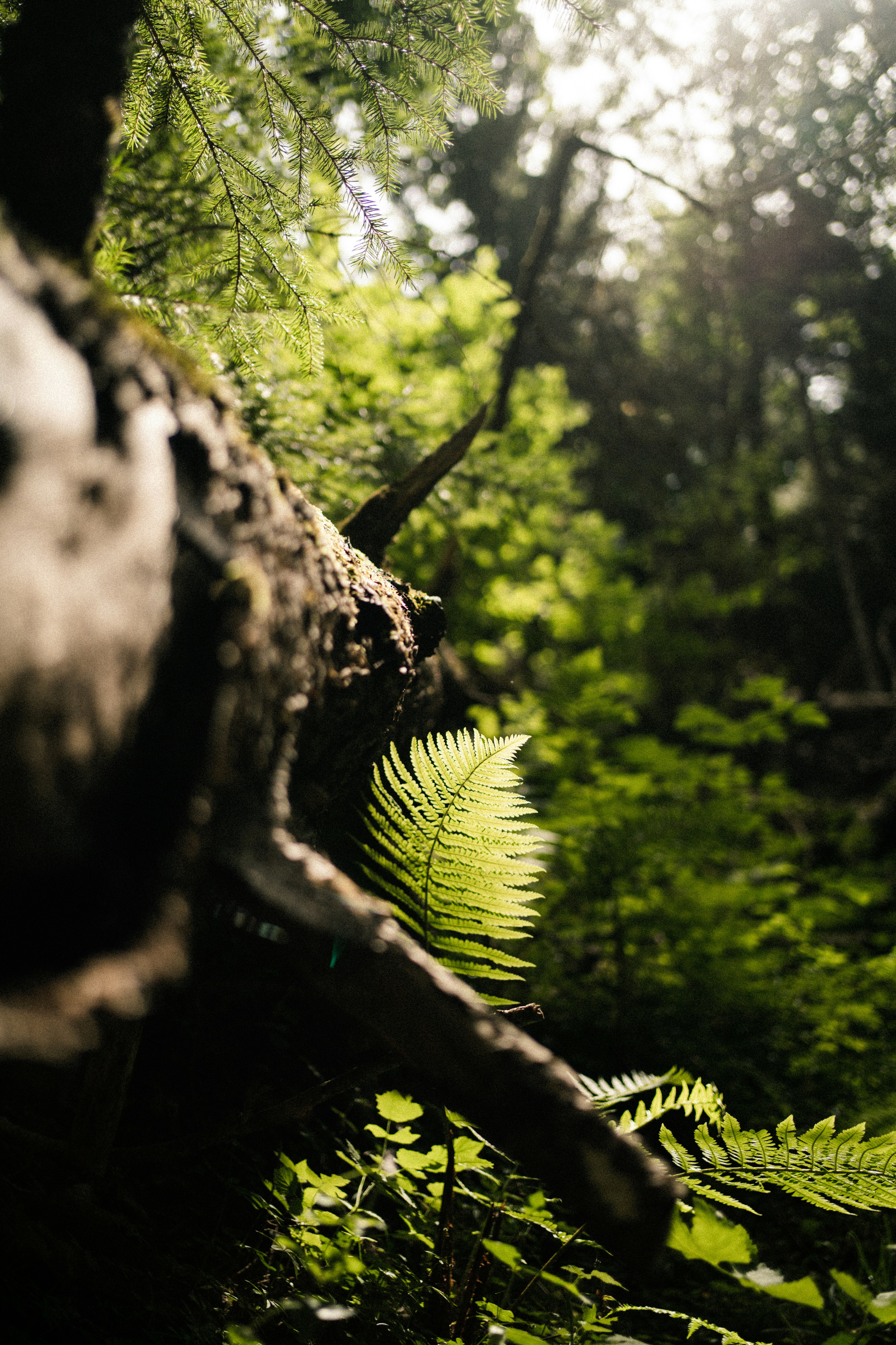 cabang pohon di tengah hutan