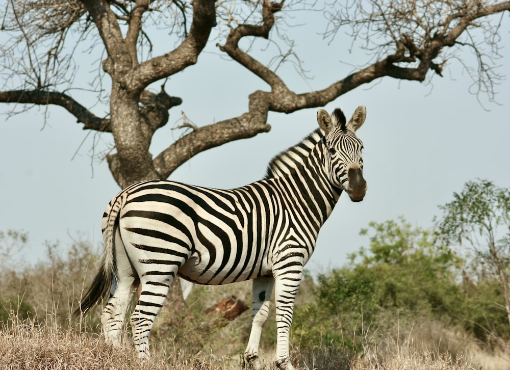 uma zebra em pé em um campo ao lado de uma árvore