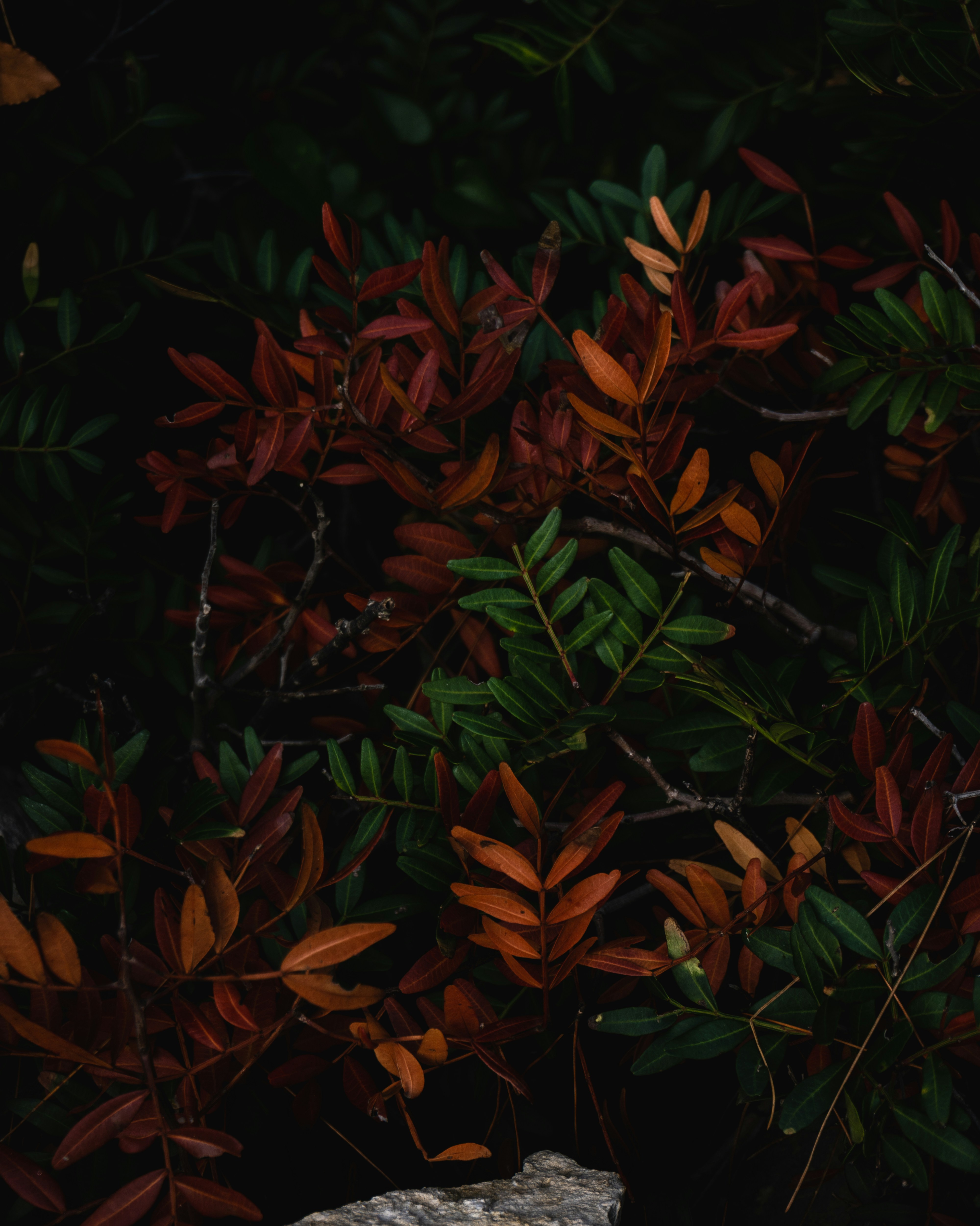 Photo by puskas_dominik