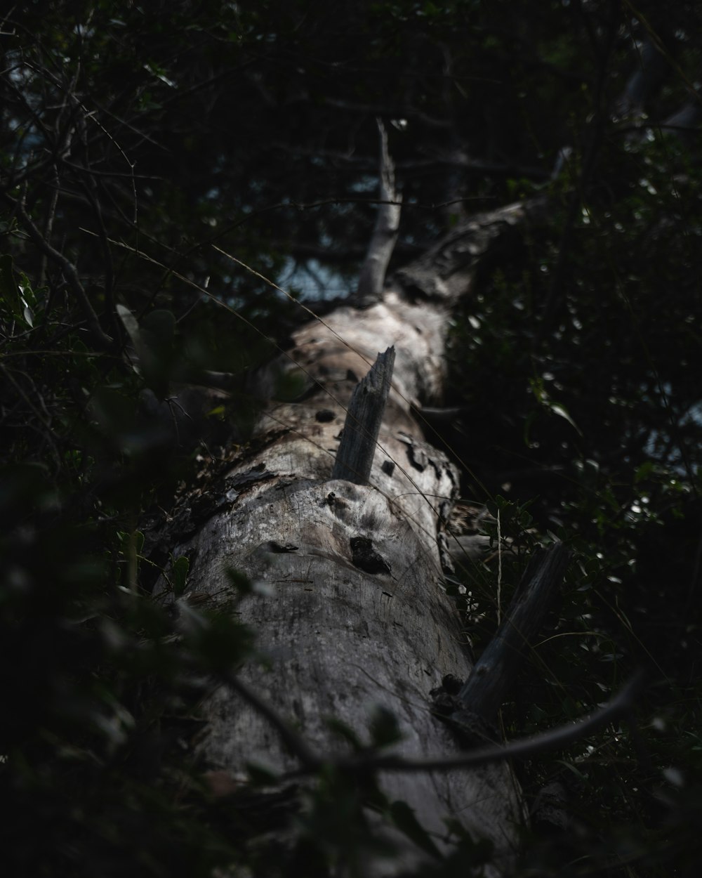 a tree that has a knife stuck in it