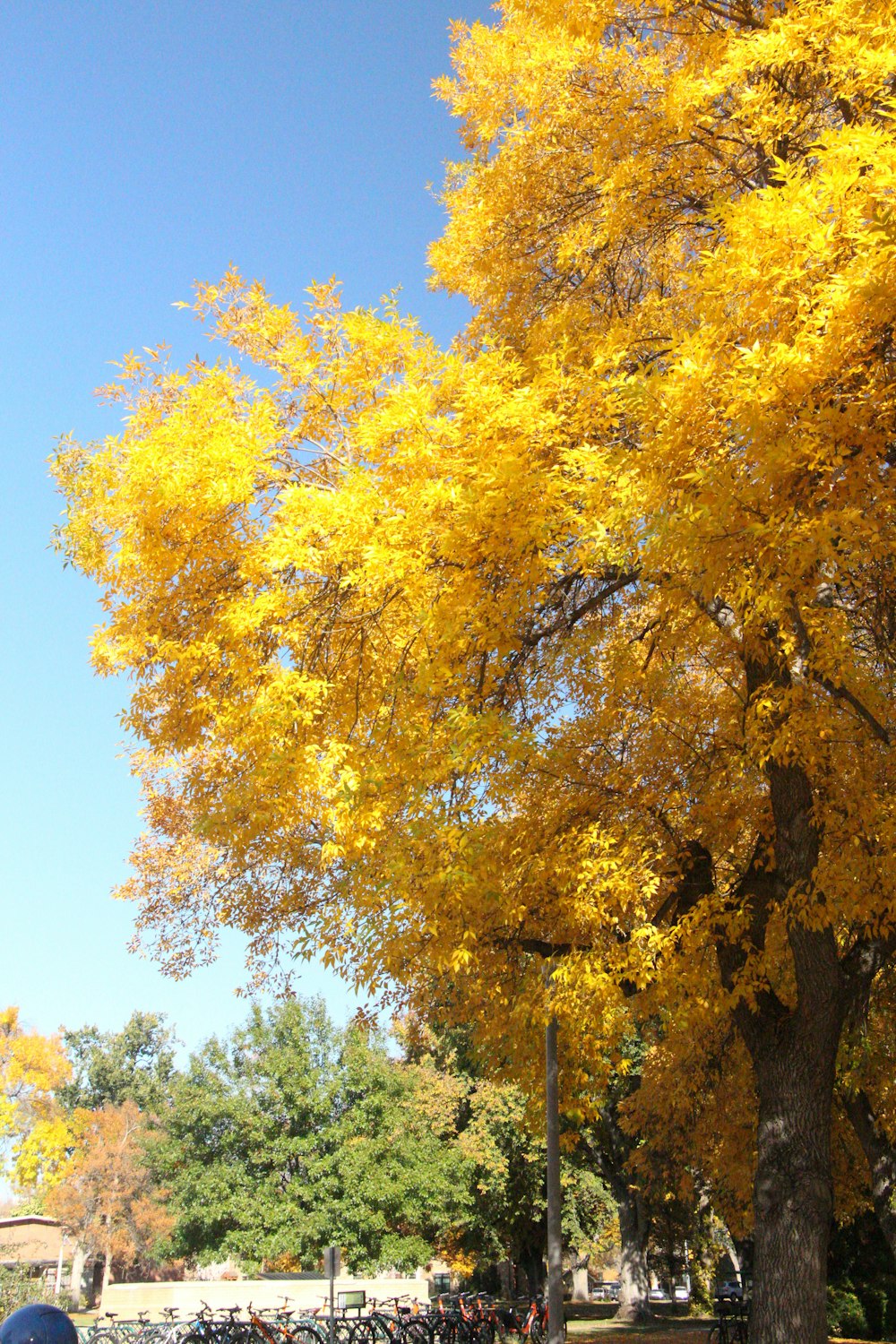 a tree with yellow leaves in a park