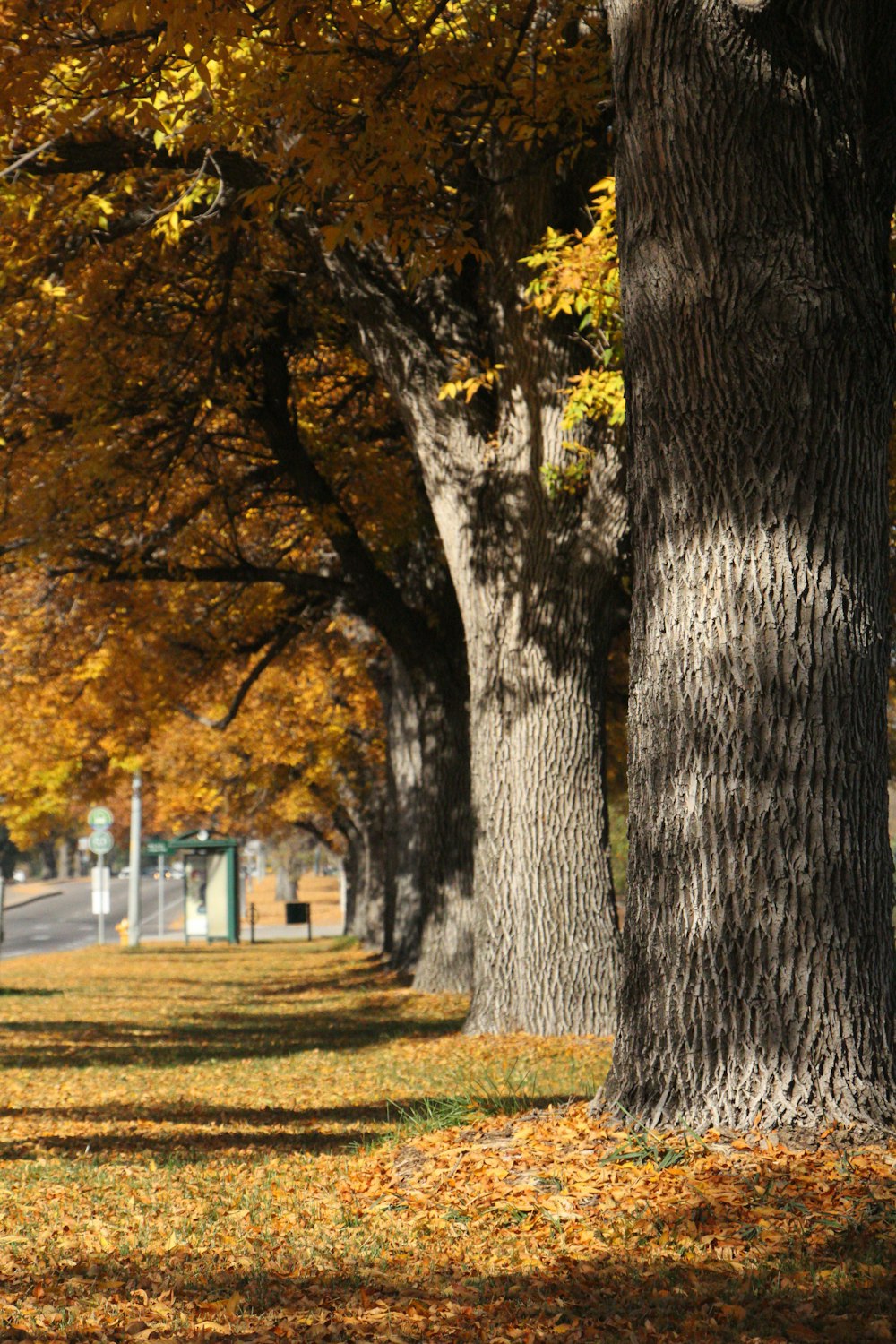 a row of trees with yellow leaves on the ground