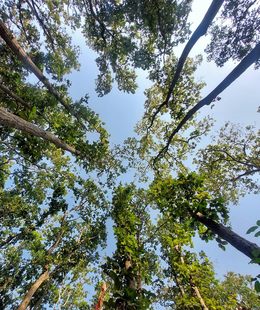 looking up at the tops of trees in a forest