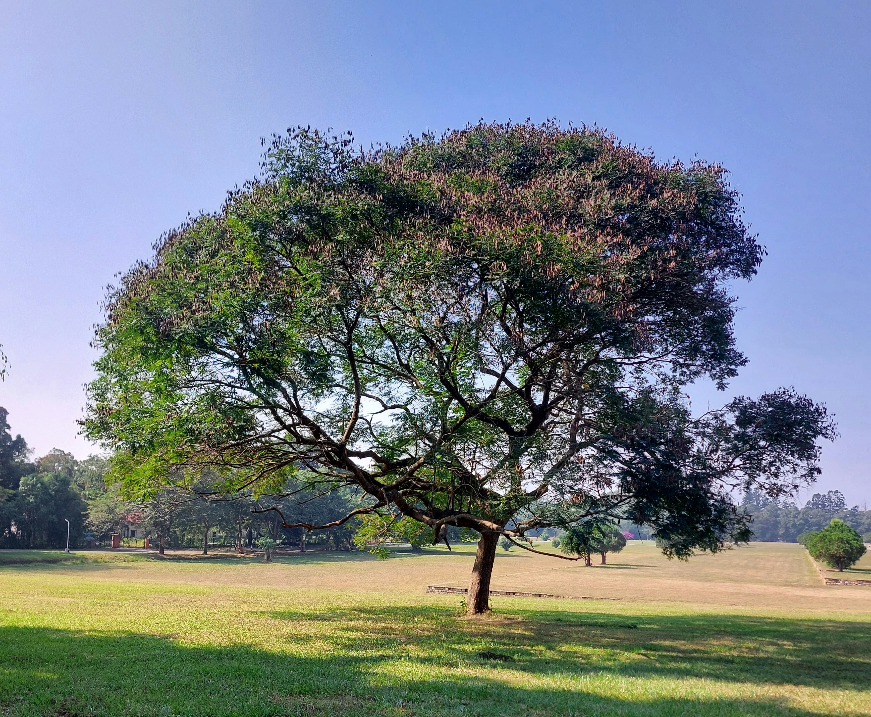 A large tree in the middle of a field photo – Free Forest research ...
