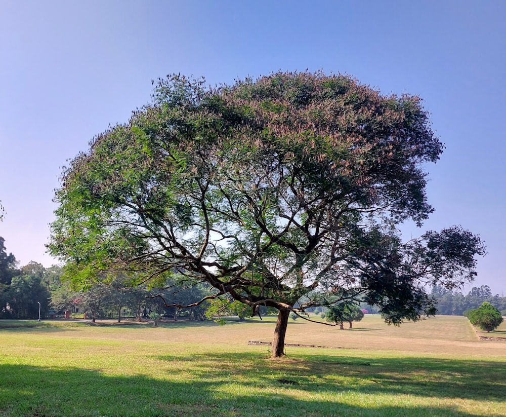 a large tree in the middle of a field