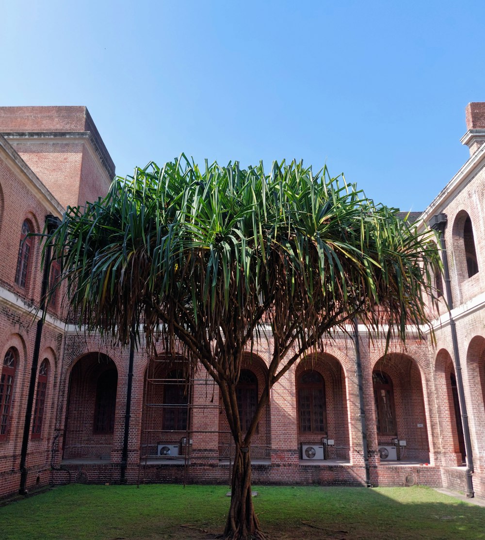 a large tree in a courtyard of a building