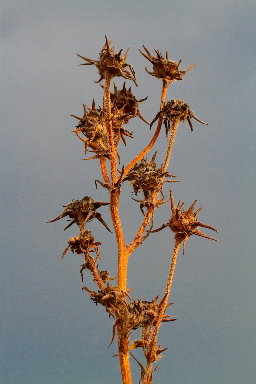 Eine Pflanze mit vielen Blättern vor blauem Himmel
