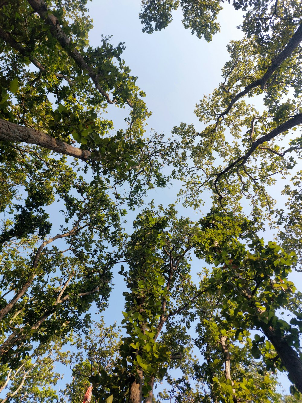 looking up at the tops of several trees