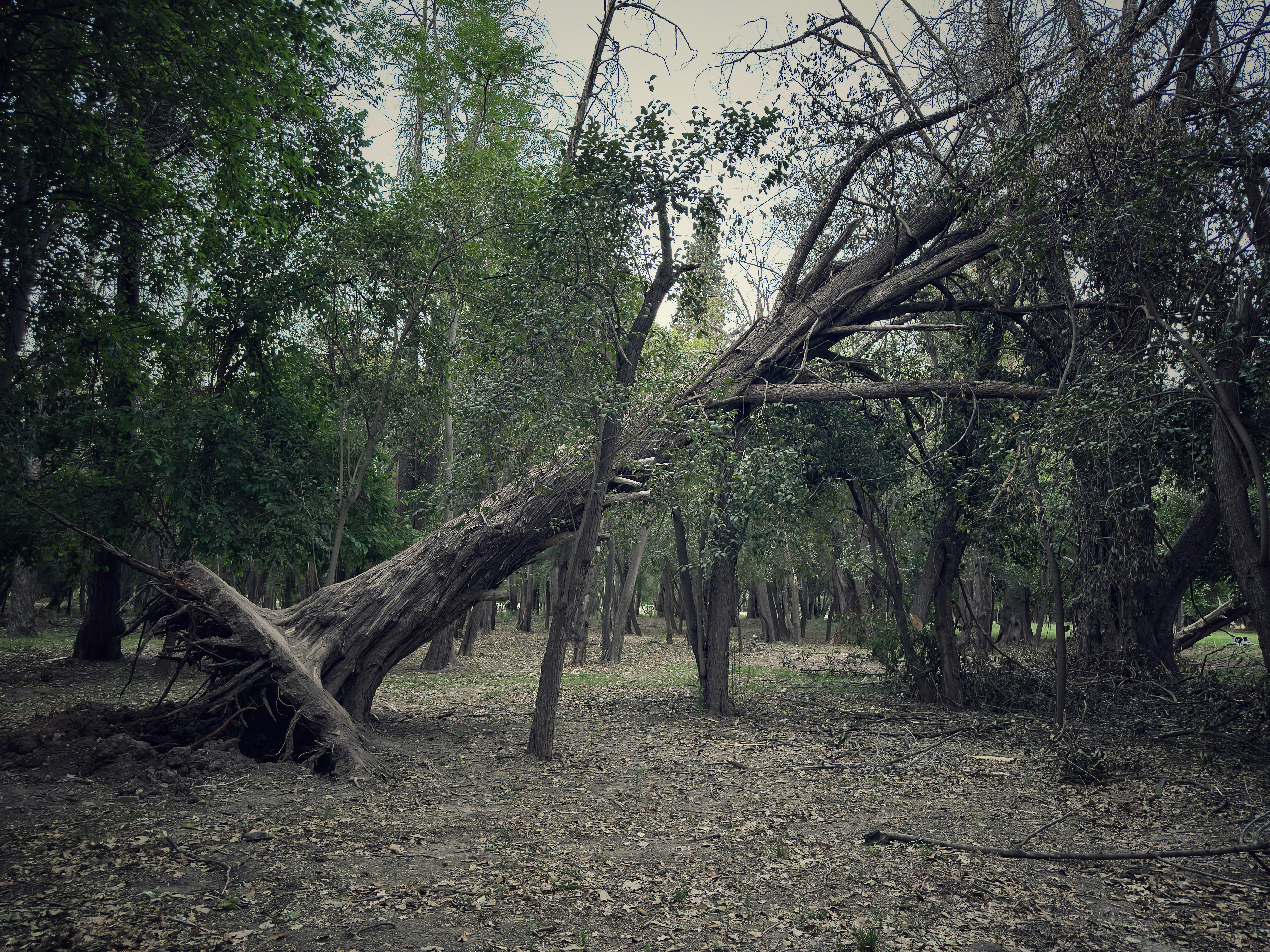 capital gains and losses