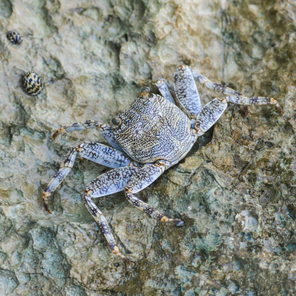 a close up of a crab on a rock