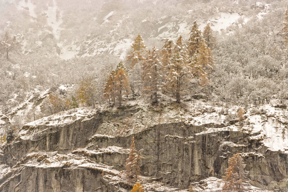 uma montanha coberta de neve com árvores no topo