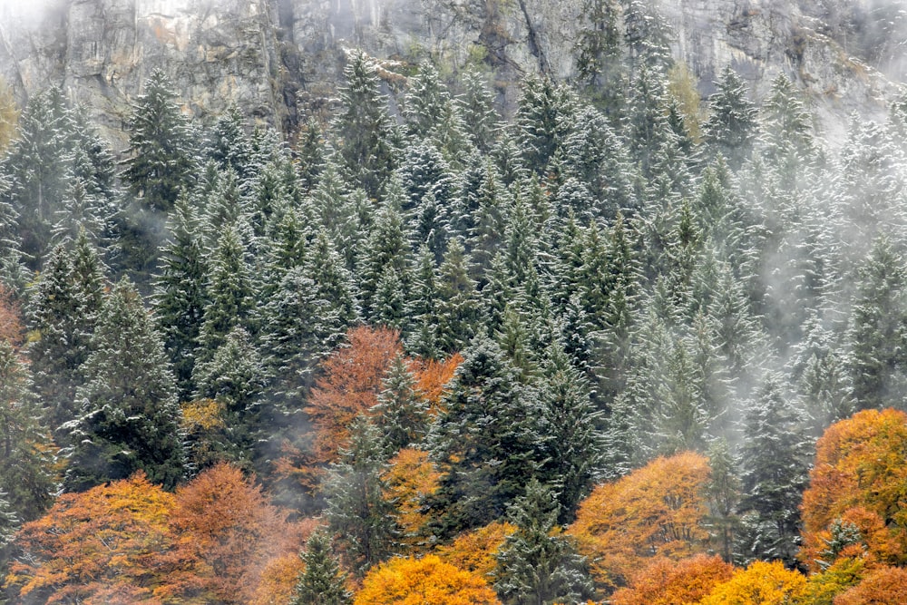 uma floresta cheia de muitas árvores cobertas de neve