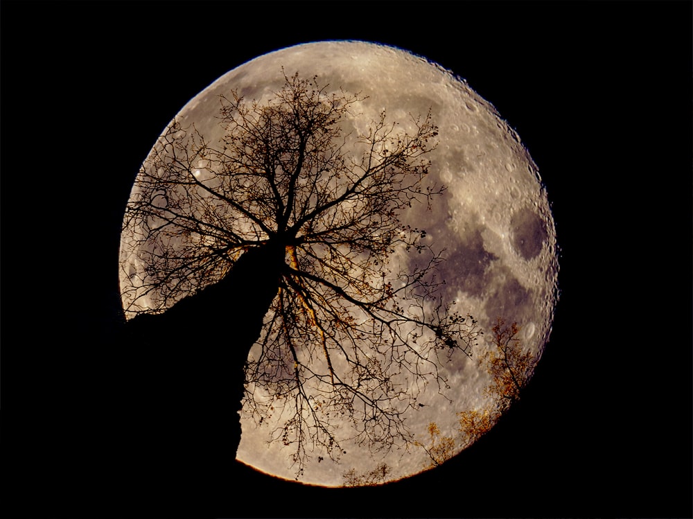 a full moon with a tree in the middle of it