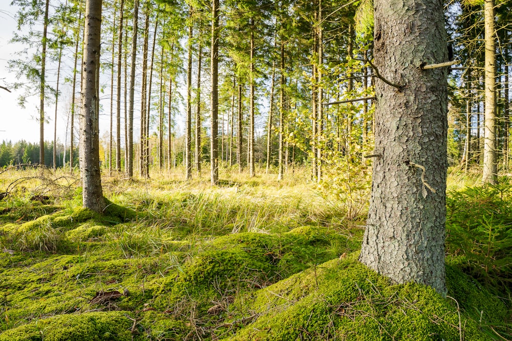 a forest filled with lots of green grass