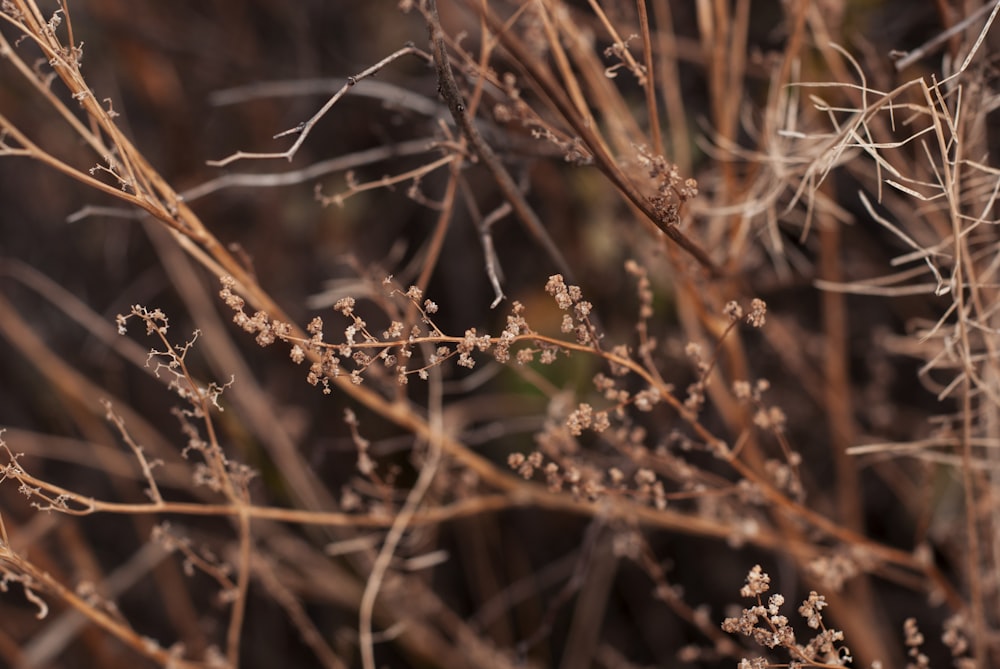 a close up of a plant with small leaves