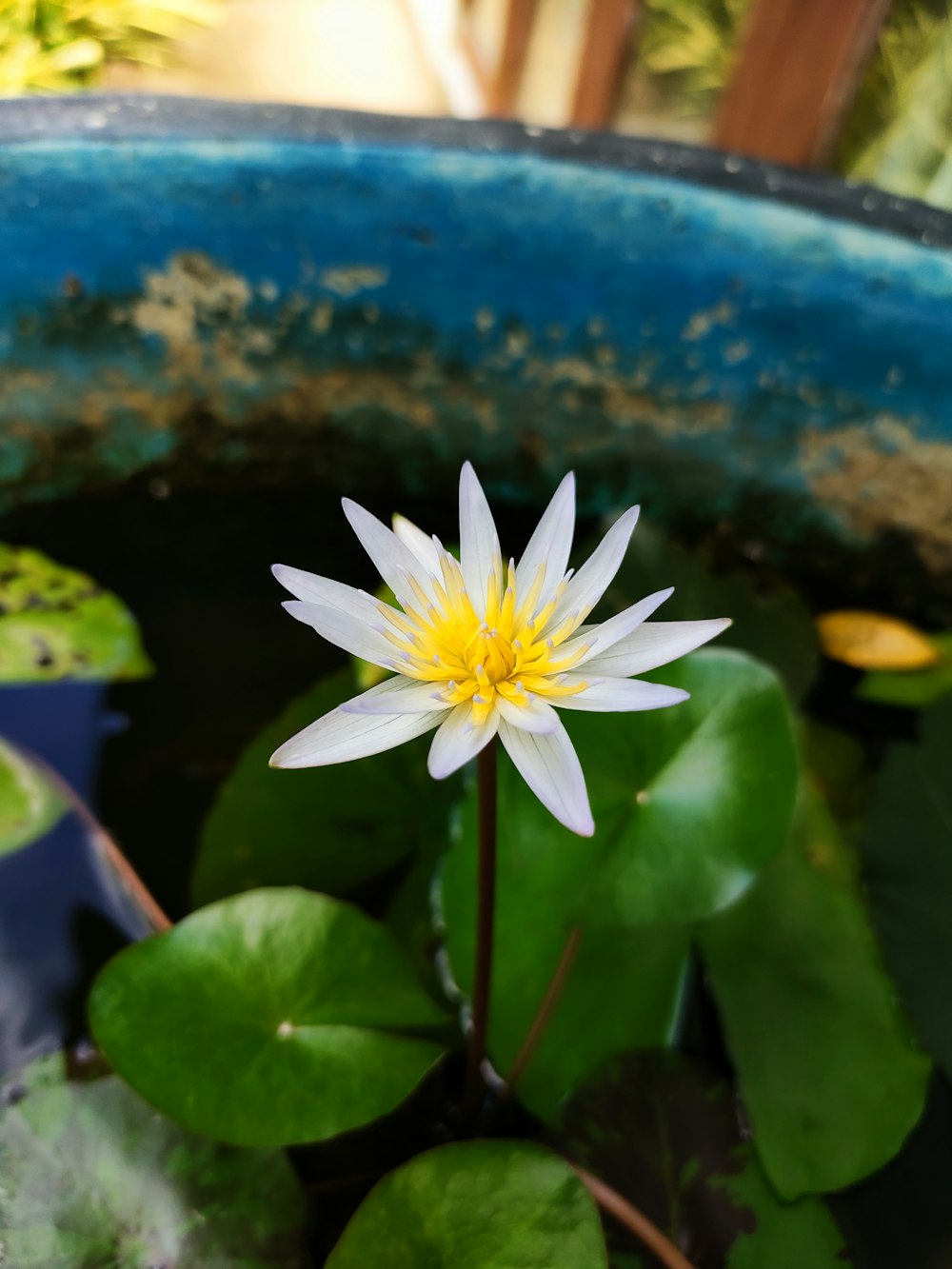 a white and yellow flower in a blue pot