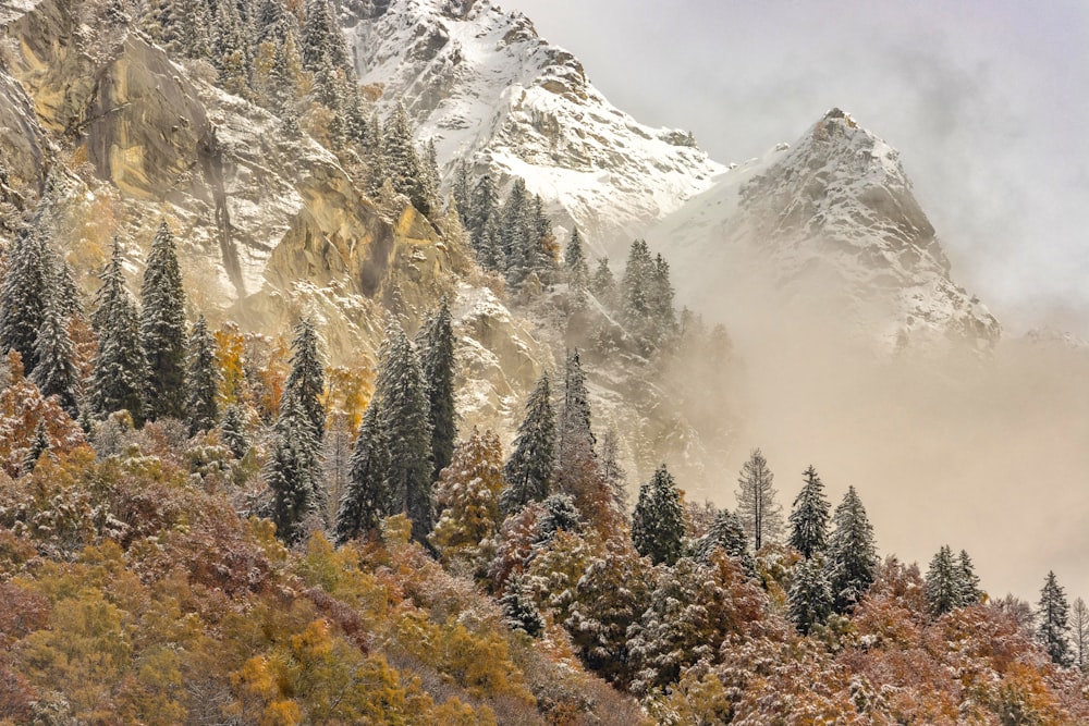 a mountain covered in snow and surrounded by trees