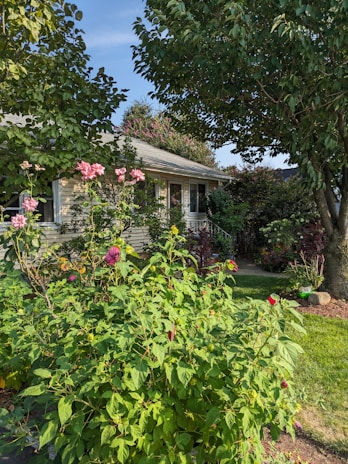 A charming house is surrounded by a lush garden filled with a variety of flowering plants and greenery. The garden is vibrant with blooming pink flowers and dense green foliage. Tall trees provide some shade, and a neatly maintained lawn enhances the serene atmosphere.
