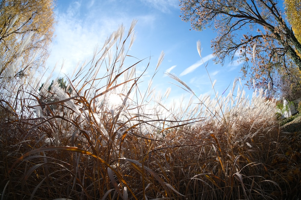 a field of tall grass with trees in the background