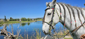 A serene white mare standing beside a calm pond reflecting the soft colors of early morning.