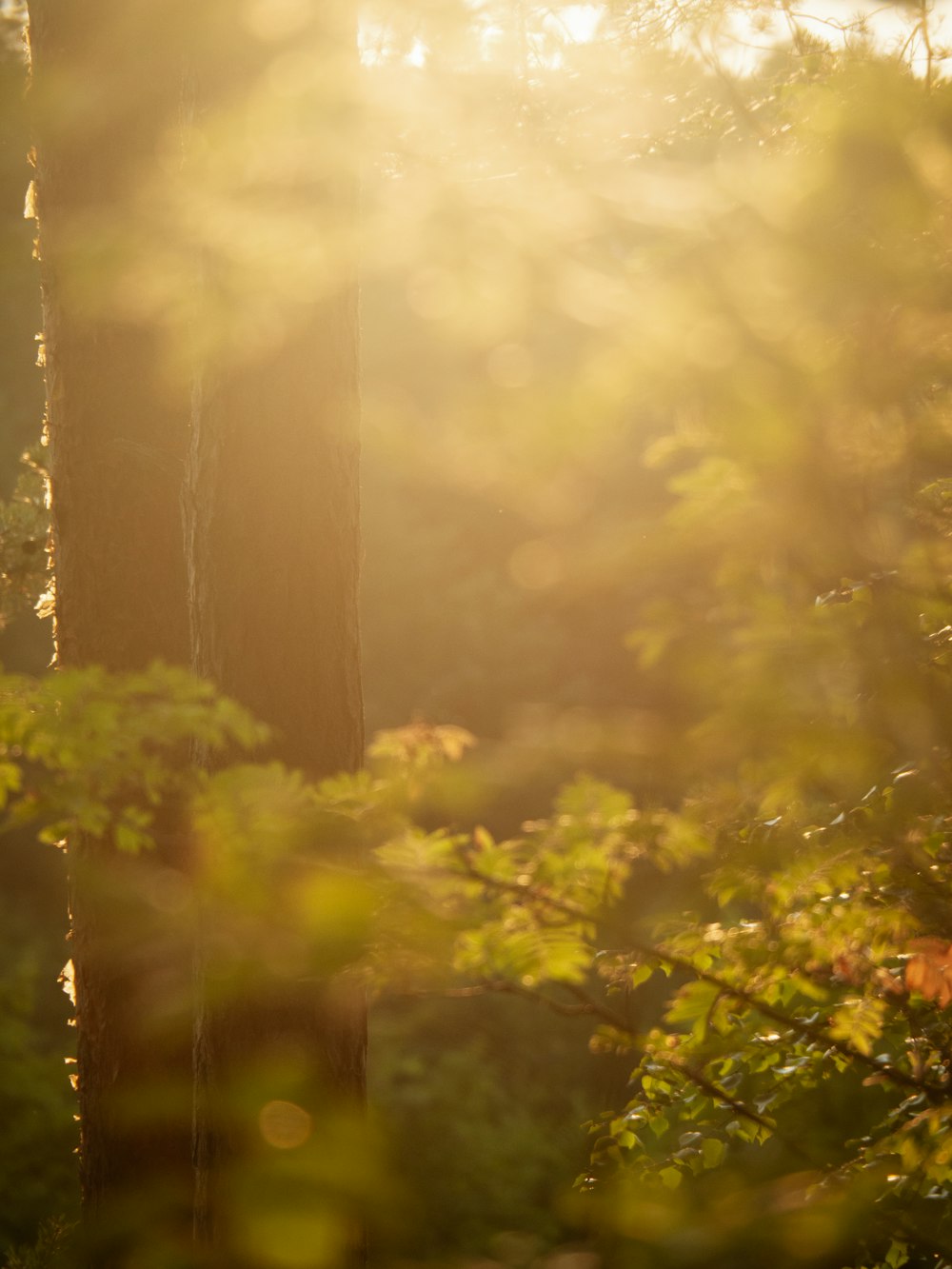 the sun is shining through the trees in the forest