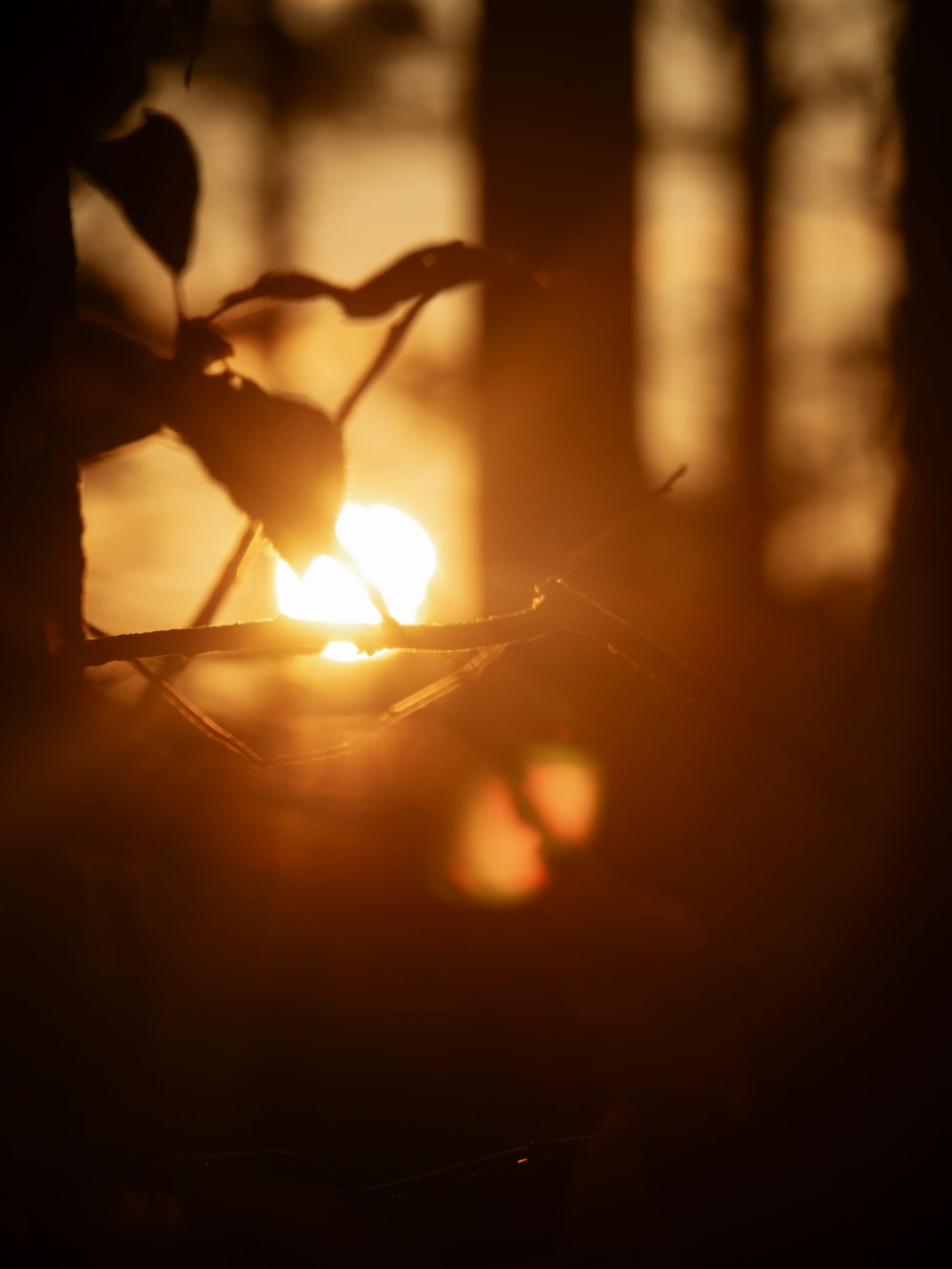 the sun is shining through the branches of a tree